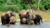 Kelebihan Populasi, Botswana akan Pulangkan Kembali Gajah-gajah ke Angola