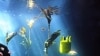 Fish 'Cell Phones' Track Marine Life