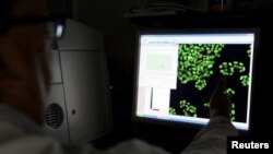 Un científico observa en un monitor células marcadas en el Instituto de Investigaciones del Cáncer, en Sutton, Reino Unido.