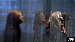 Des têtes réduites de Tsantsa de la tribu Shuar en Equateur (XIXe siècle) exposées lors de l'exposition intitulée "L'art des Cheveux frivolités et trophées" (Cheveux Chéris, frivolités et trophées), Paris, 17 septembre 2012 