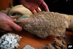 In this Wednesday, Nov. 7, 2018, Yiannis Issaris, marine ecologist and research associate at the Hellenic Center for Marine Research, holds a dead noble pen shell, or Pinna nobilis, in Anavyssos, south of Athens. (AP Photo/Thanassis Stavrakis)