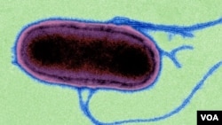 Salmonella Typhimurium (Credit: Wellcome Trust Sanger Institute)