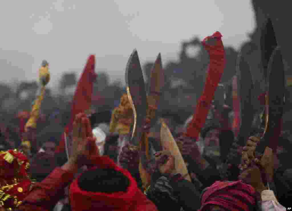 Hindu devotees raise their blades as they gather to sacrifice buffalos during Gadhimai festival in Bariyarpur in Bara district 80 miles (50 miles) south of Kathmandu, Nepal. Hundreds of thousands of Hindus have gathered at a temple here for a ceremony involving the slaughter of thousands of animals.