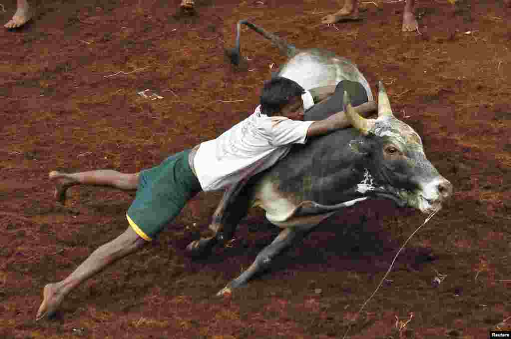 تمل ناڈو میں فصلوں کی کٹائی کے تہوار &rsquo;پونگل&lsquo; کے موقع ریاست کے مدورہ علاقے میں بیلوں کی لڑائی کا انعقاد کیا جاتا ہے۔