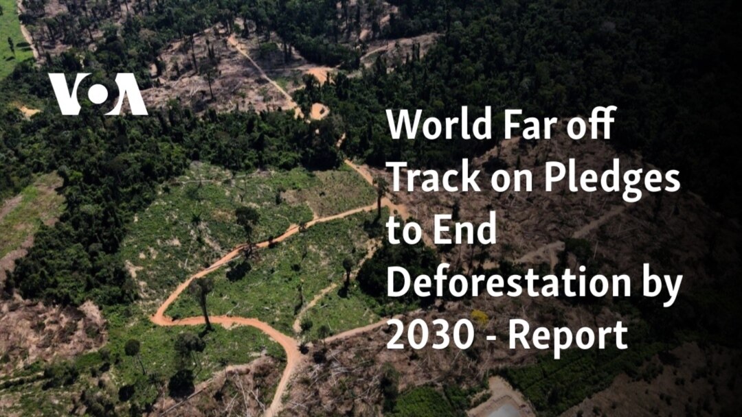 World Far off Track on Pledges to End Deforestation by 2030 Report