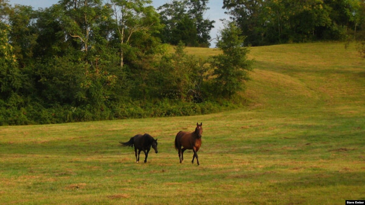 hold-your-horses