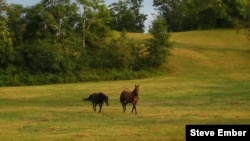 Horses at play in a pasture in Hume, Virginia (Steve Ember/VOA)