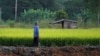 Nông dân Thái Lan làm việc trên đồng lúa ở tỉnh Nakhonsawan. 