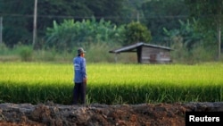 A farmer works in his rice field in Nakhonsawan province. The Thai government has offered 2 million tonnes of rice and 200,000 tonnes of rubber to China, the commerce minister said on Friday, as the government attempts to sell off stockpiles that are hanging over global markets and pushing down prices, Nov. 14, 2014.