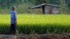 Rice Farmers Worried As Dry Weather Hits Thailand