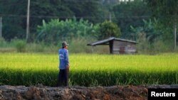 Un agriculteur travaille dans son champ de riz dans la province de Nakhonsawan.