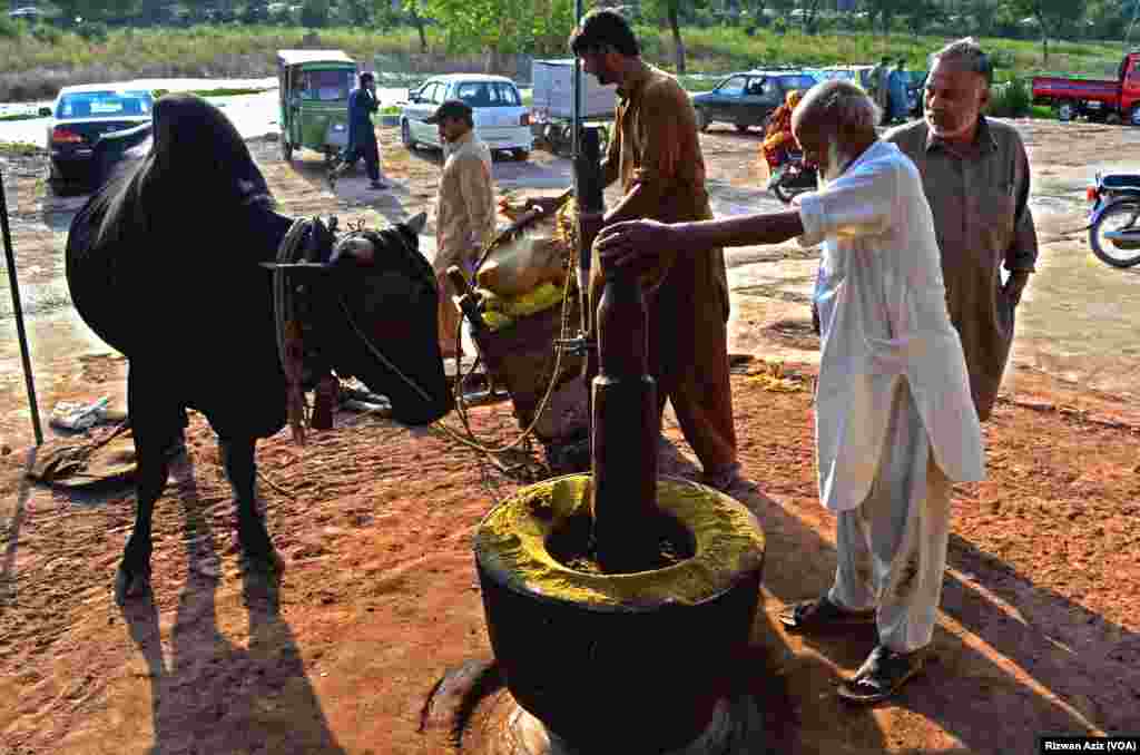 طاہر تنویر گزشتہ 38 برس سے کولہو چلا کر سرسوں کا تیل نکال رہے ہیں۔