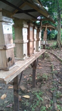 Sarang lebah perkotaan di hutan kota Jakarta Selatan. (Photo: KTH Karya Mandiri Bersama)