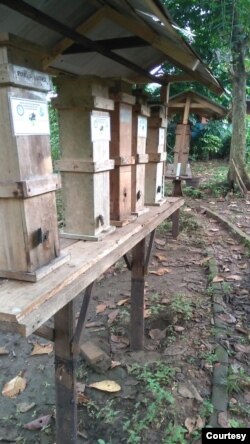 Sarang lebah perkotaan di hutan kota Jakarta Selatan. (Photo: KTH Karya Mandiri Bersama)