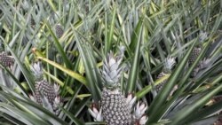 Lomé enregistre 40.000 tonnes d'ananas en 2022