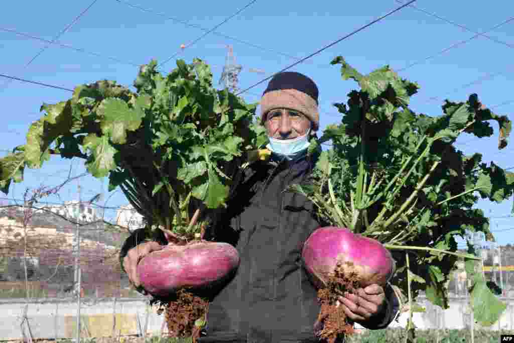 Palestinian farmer Atta Jaber carries giant turnips that he harvested from his land across from the Israeli settlement of Kiryat Arba, in the West Bank town of Hebron, Jan. 23, 2021.