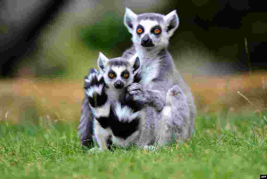 Ring-tailed lemurs sit on the grass in their enclosure at the zoo in Dresden, eastern Germany. 