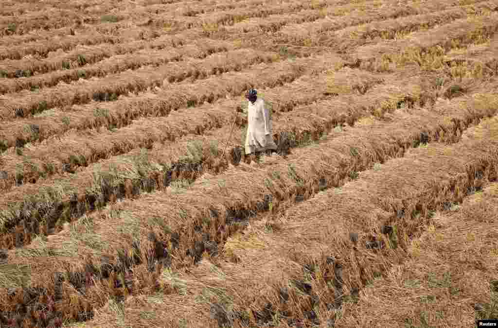 A farmer walks through a paddy field on the outskirts of Jammu, India, Nov. 19, 2016.