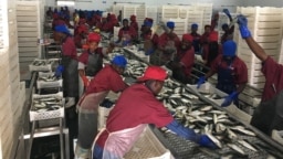 Antigo ministro e companhia angolana são alvo de investigação em desvio de quotas de pescas de cerca de 10 milhões de dolares