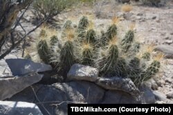 A Chihuahuan Greater Earless Lizard, one of the many creatures that call Big Bend home, rests in the shade of a strawberry cactus.