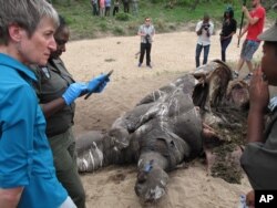 FILE - Then-U.S. Secretary of the Interior Sally Jewell talks with investigators near the carcass of a poached rhino in Kruger National Park, South Africa’s biggest wildlife reserve, Jan. 29, 2016.