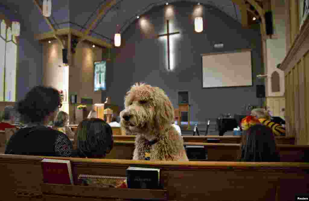 Một con chó tên là Luke ngồi trên băng ghế trong nhà thờ Liên hiệp St Andrew ở Bắc Vancouver, tỉnh British Columbia, Canada, ngày 6 tháng 10, 2013.
