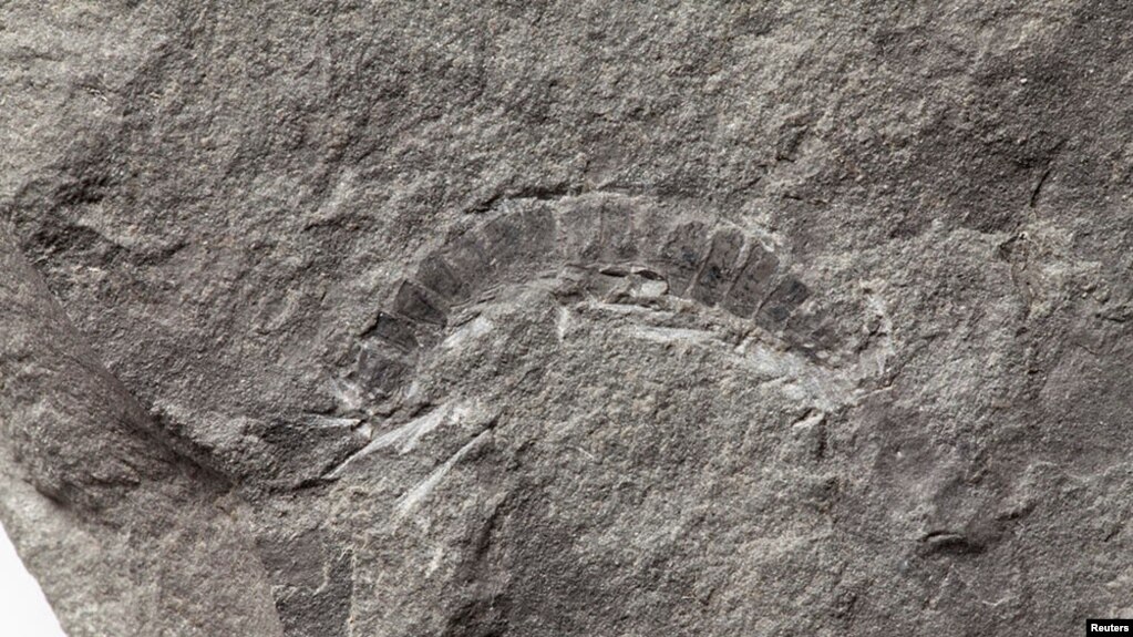 A fossil of a 425 million-year-old millipede called Kampecaris obanensis and unearthed in Scotland is shown in this undated handout photo released to Reuters on May 27, 2020. (British Geological Survey/Handout via REUTERS)