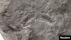 A fossil of a 425 million-year-old millipede called Kampecaris obanensis and unearthed in Scotland is shown in this undated handout photo released to Reuters on May 27, 2020. (British Geological Survey/Handout via REUTERS)