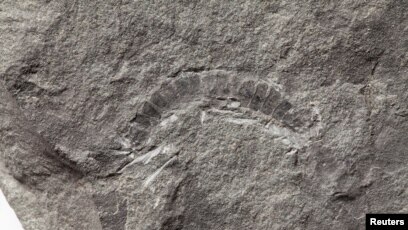 Scientists Find World's Oldest-known Animal Scientists Find World's Oldest-known Animal