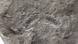 A fossil of a 425 million-year-old millipede called Kampecaris obanensis and unearthed in Scotland is shown in this undated handout photo released to Reuters on May 27, 2020. British Geological Survey/Handout via REUTERS