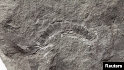 Ein Fossil eines 425 Millionen Jahre alten Tausendfüßlers namens Kampecaris obanensis, der in Schottland ausgegraben wurde, ist auf diesem undatierten Handzettelfoto zu sehen, das am 27. Mai 2020 bei Reuters veröffentlicht wurde.  British Geological Survey / Handout über REUTERS