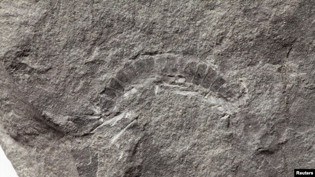 een fossiel van een 425 miljoen jaar oude duizendpoot genaamd Kampecaris obanensis en opgegraven in Schotland is te zien in deze ongedateerde handout foto vrijgegeven aan Reuters op 27 mei 2020. British Geological Survey / Handout via REUTERS