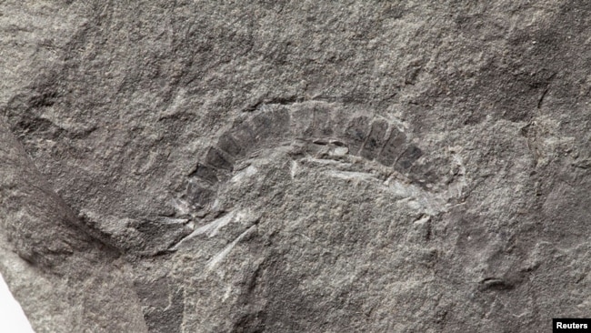 A fossil of a 425 million-year-old millipede called Kampecaris obanensis and unearthed in Scotland is shown in this undated handout photo released to Reuters on May 27, 2020. British Geological Survey/Handout via REUTERS