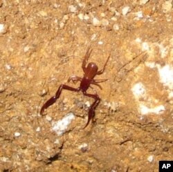 This tiny red, blind, pseudo-scorpion was recently discovered in Glenwood Caverns.