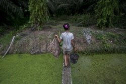 Seorang anak membawa inti sawit yang dikumpulkan dari tanah melintasi sungai di perkebunan kelapa sawit di Sumatera, Senin, 13 November 2017. (Foto: AP)