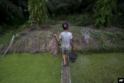 Seorang anak membawa biji sawit yang dikumpulkan dari tanah melintasi anak sungai di perkebunan kelapa sawit di Sumatera, Senin, 13 November 2017. (Foto: AP)