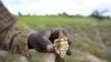 Produção agrícola angolana muito aquém do prometido