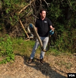 VOA Correspondent Steve Herman holds a Burmese python for an on-camera report prior to releasing the snake in Petchaburi province, Thailand, Feb. 28, 2016. (Wanvida Jiralertpaiboon for VOA)