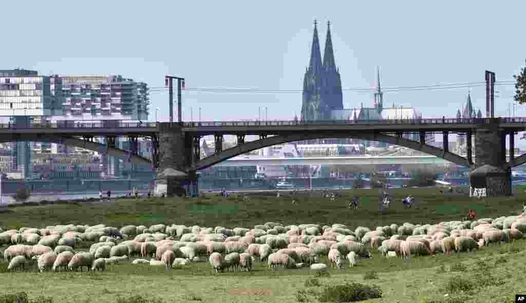 A flock of sheep graze at the river Rhine near the Cathedral in Cologne, Germany.