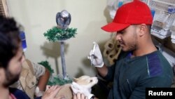 Dokter hewan Murad Jamal (kanan) sedang merawat seekor anjing di kliniknya di Sanaa, Yaman, 20 Januari 2019. 
