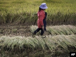 FILE - A worker harvests rice at a field in suburban Kunming, Yunnan province, China.