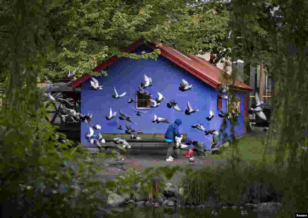 Burung-burung merpati mengerumuni seorang perempuan yang bersiap memberi makan burung-burung di sebuah taman kecil di kota Vancouver, Kanada.