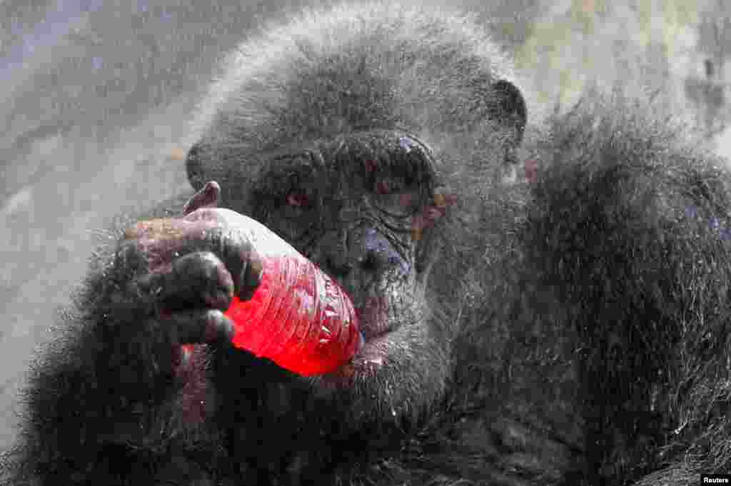 A chimpanzee drinks a sweet refreshment as it is sprayed with water on a hot day at Dusit zoo in Bangkok, Thailand.