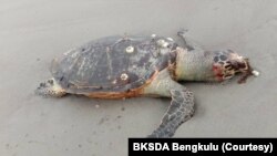 Bangkai penyu yang ditemukan di pesisir pantai Bengkulu, Selasa 3 Desember 2019. (Foto: BKSDA Bengkulu). 