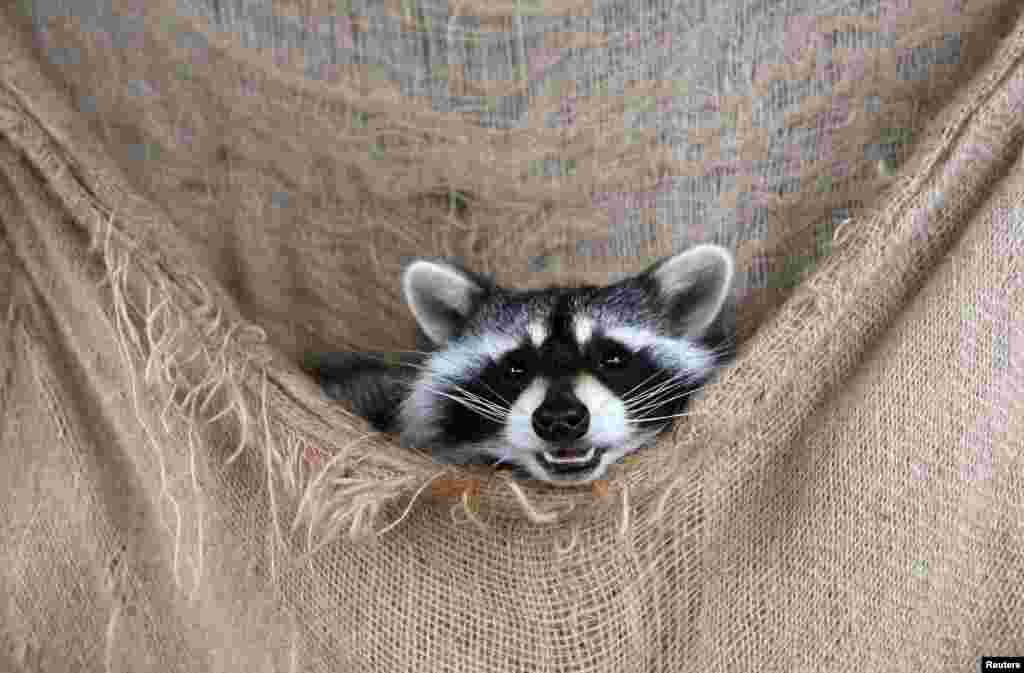 Maya, a six-month-old female raccoon, plays in a cage at the Roev Ruchey Zoo in a suburb of the Siberian city of Krasnoyarsk, Russia.