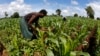 A farmer works in a maize field after late rains near the capital Lilongwe, Malawi, Feb. 1, 2016. Floods and an El Niño-triggered drought have hit the staple maize crop.