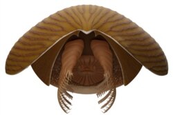 A reconstruction viewed from the front of the Cambrian Period arthropod Titanokorys gaines, a marine creature that lived about 506 million years ago. (Reuters Photo)