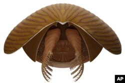 A reconstruction viewed from the front of the Cambrian Period arthropod Titanokorys gaines, a marine creature that lived about 506 million years ago. (Reuters Photo)