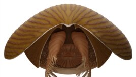 A reconstruction viewed from the front of the Cambrian Period arthropod Titanokorys gaines, a marine creature that lived about 506 million years ago. (Reuters Photo)