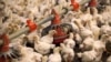 中国取消所有限制，允许进口所有美国家禽和禽肉产品 